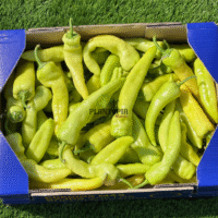 Ferme Plantopia Maroc pour proection de poivron jaune espagnol de Majorque et vente de graines