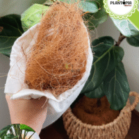 Fibre de coco horticole pour jardinage en vente à Safi Settat Meknes Oujda Berrechid Essaouira Dakhla