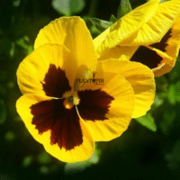 Fleur pensée génte de Suisse jeune en vente à Casablanca Marrakech Rabat Tanger Agadir Fes Sale Meknes