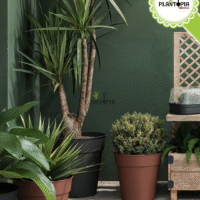 Fournisseur de pots en pastique recycle au Maroc pour semis et rempotage - Plantopia Maroc