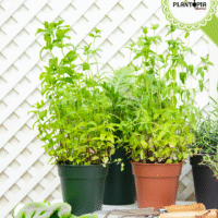 Fournisseur de pots en plastique recyclé pour culture des plantes interieur et exterieur - Plantopia Maroc