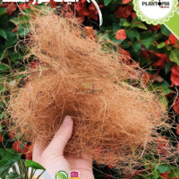 Fournisseur et vendeur en ligne des filaments de la fibre de coco pour plantes et jardinage au Maroc