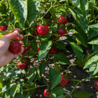 Graines de piment cerise tomate chez Plantopia Maroc - Sachet de semences de piment doux tomate