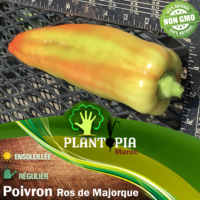Graines et semences de poivron jaune de Majorque Ros de Mallorca - Plantopia Maroc