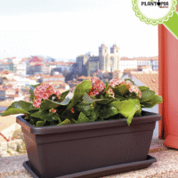 Jaridinière rectangulaire pour cuture des plantes à domicile chez Plantopia Maroc