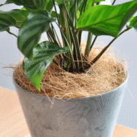 Paillage naturel des plantes tropicales d interieur avec filaments fibre de coco - Plantopia Maroc