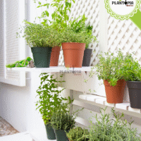 Plateforme vente promo des pots pour enracinement et transplantation des plantes du jardin - Plantopia MAroc