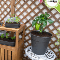 Pot plastique leger pour semis et enracinement - Plantopia Maroc
