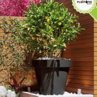 Pot pour arbre fruitiers et plantes tropicales avec trou de rainage plastique anti UV - Plantopia Maroc