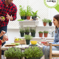 Pots design clasique pour enraciner et cultiver les plantes à Casablanca Rabat Marrakech Tanger Agadir