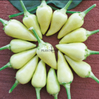 Recette piment cerise jaune biber tohumu misket biberi Plantopia Maroc