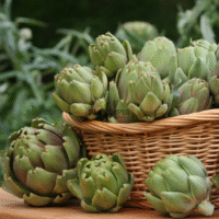 Récolte artichaut Imperial Vert BIO par Plantopia Maroc et vente des graines à Casablanca Tanger Rabat