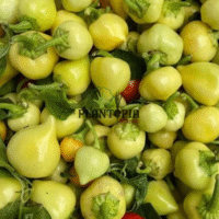 Récolte de piment jaune cerise boule par Plantopia Maroc