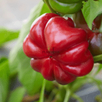 Récolte de piment tomate doux au Maroc Par Plantopia Agadir Oujda Settat Tetouan Nador Laarache Meknes