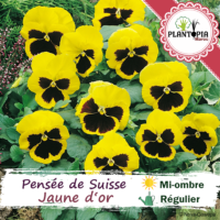 Sachet de graines de fleurs et semences florales de pensée géante de Suisse Jaune or - Plantopia Maroc