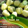 Sachet de graines et semences de piment boule cerise jaune Misket Biberi - Plantopia Maroc