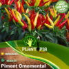 Sachet de graines et semences de piment ornemental & poivron ornement - Plantopia Maroc