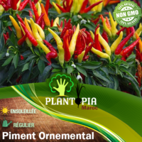 Sachet de graines et semences de piment ornemental & poivron ornement - Plantopia Maroc