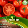 Sachet de graines et semences de tomate Falcon reproductible - Plantopia Maroc