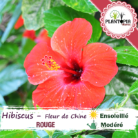 Sachet de graines et semences florales de rose de chine Hibiscus - Plantopia Maroc