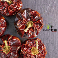 Semences de piment tomate séché chez Plantopia Casablanca Marrakech Rabat Tanger Bouskoura Sale