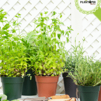Site web pour vente tous types de pots à bon prix avec livraison - Plantopia Maroc