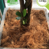 Usage filaments fibre de coco horticole pour paillage - Disponible chez Plantopia Maroc