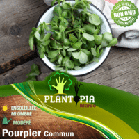Vente Sachet de graines et semences de pourpier commun - Plantopia Maroc
