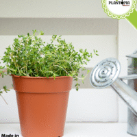 Vente de pot en platique recyclé avec trous de drainage couleur Terra Cotta pour enracinement - Plantopia