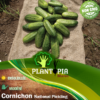 Vente de sachet de graines & semences de cornichon national pickling - Plantopia Maroc