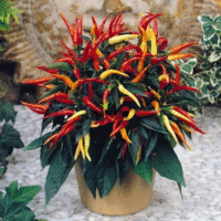 Vente des sachets de graines et semences en gros et details de piment d ornement - Plantopia Maroc