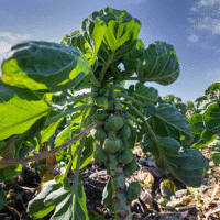 Vente en gros et détails des graines de chou de bruxelles Gronninger chez Plantopia Maroc avec livraison