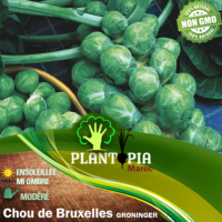 Vente sachet de graines pour permaculture et potager et jardinage de chou de bruxelles Gronninger - Plantopia Maroc