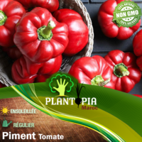 sachet de graines et semences potageres standard et reproductibles de piment tomate - Plantopia Maroc