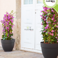 vente et achat de pot capri campana en polypropylene anti UV - Plntopia Maroc