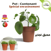 بيع اصيص ومحبق لتجذير النباتات الداخلية والخارجية في المغرب