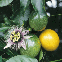 Culture de maracuja jaune Flavicarpa au Maroc Par Plantopia et distribution des graines
