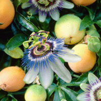 Graines de fruits tropicaux et exotiques Passiflora Edulis Flavicarpa Maracuja jaune - Plantopia Maroc