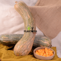 Jardinerie et magasin de vente de graines potageres et horticoles pour semis de semences - Courge Mallueca