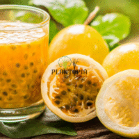 Jus naturel de maracuja jaune Flavicarpa Fruit de la passion par Plantopia Maroc