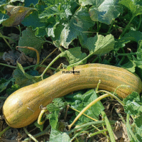 Plante potiron courge Mallueca production des graines par Plantopia Maroc