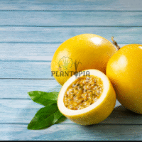 Récolte de maracuja jaune flavicarpa par Plantopia Maroc pour vente des graines et semence