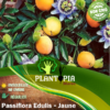 Sachet de graines et semences de grenadille jaune Maracuja Passiflora Edulis Flavicarpa - Plantopia Maroc