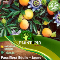 Sachet de graines et semences de grenadille jaune Maracuja Passiflora Edulis Flavicarpa - Plantopia Maroc