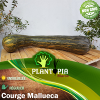Sachet de graines et semences pour semis de courge longue Mallueca - Plantopia Maroc