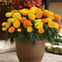 Graines pour jardinage en pot et pleine terre pour cultiver fleur oeillet d inde jaune et rouge et orange - Plantopia Maroc