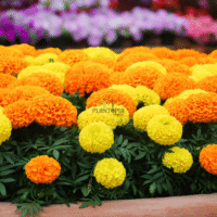 Marigold flower seed packet in Morocco - بذور زراعة زهرة القرنفل الهندي في المغرب - Plantopia Maroc