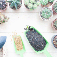 Plantopia Maroc vente substrat culture et rempotage pour cactus et succulentes aere et drainant