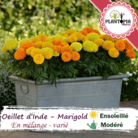 Sachet de graines et semences de fleurs Oeillet d Inde double varié - Plantopia Maroc