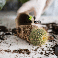 Substrat de cactus et plantes succulentes en vente à Safi Essaouira dakhla Laayoune Kenitra Temara